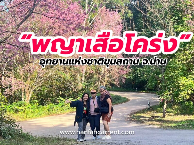 พญาเสือโคร่ง อุทยานแห่งชาติขุนสถาน จ.น่าน บานช่วงไหน ทักมาสอบถามก่อนได้นะ