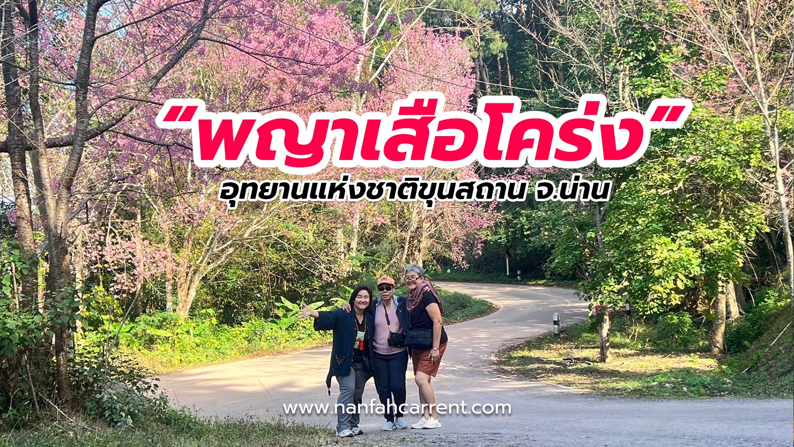 พญาเสือโคร่ง อุทยานแห่งชาติขุนสถาน จ.น่าน บานช่วงไหน ทักมาสอบถามก่อนได้นะ